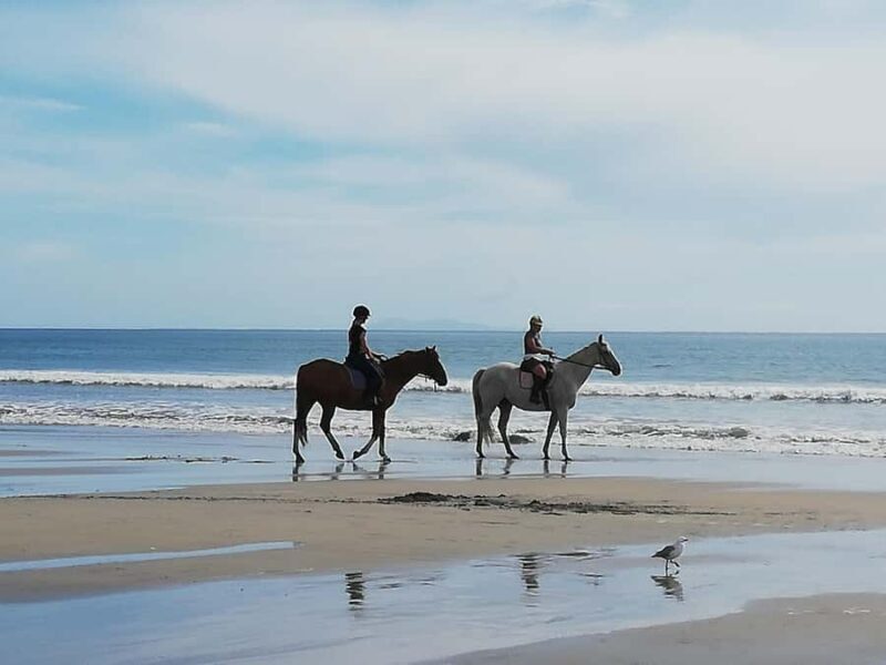 Tour of the Bay, Te Puna Sculpture Park and Historic Village - FAQ