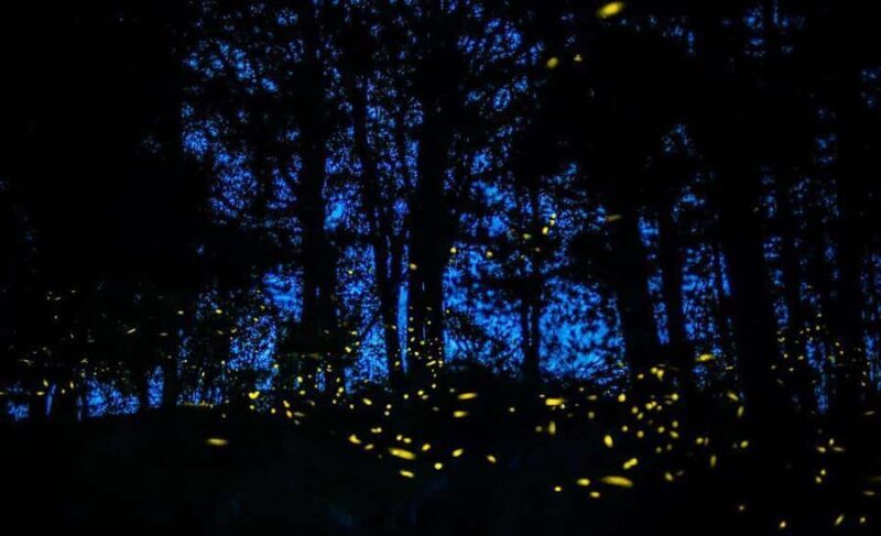 Tour of Tlaxcala and Sanctuary of the Fireflies - Key Points