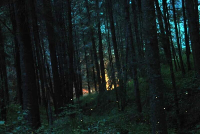 Tour of Tlaxcala and Sanctuary of the Fireflies - An In-Depth Look at the Tour