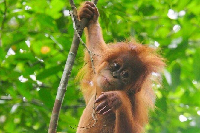 TOUR PACKAGE (jungle trekking, taxi, Room) 4 DAYS 3 NIGHTS in BUKIT LAWANG - An In-Depth Look at the Bukit Lawang Jungle Tour