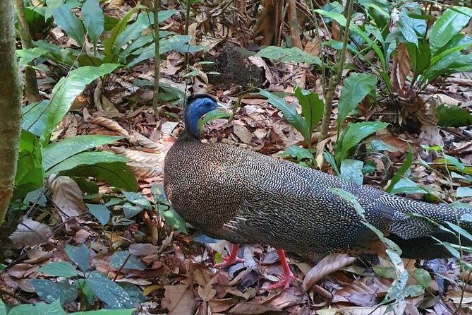 TOUR PACKAGE (jungle trekking, taxi, Room) 4 DAYS 3 NIGHTS in BUKIT LAWANG - Who Is This Tour Best For?