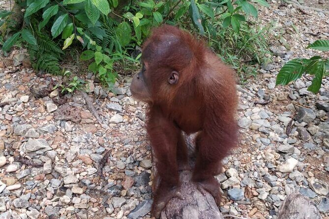 TOUR PACKAGE (Taxi, Room, Jungle Trekking) 3 Days in BUKIT LAWANG - Who Is This Tour Best For?