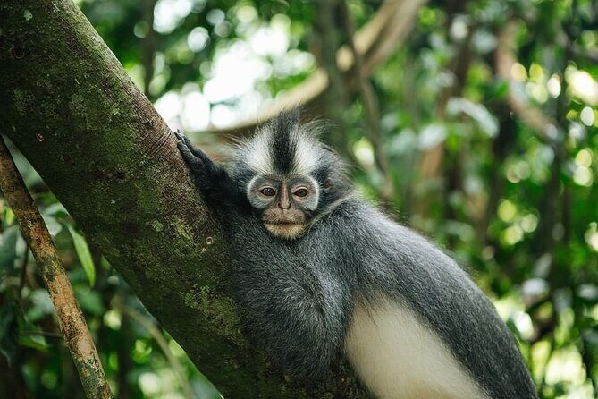 TOUR PACKAGE (Taxi, Room, Jungle Trekking) 3 Days in BUKIT LAWANG - FAQ