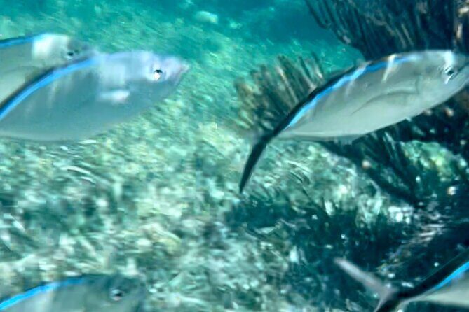 Tour Privado en Barco en Puerto Morelos con Almuerzo Incluido - Exploring the Itinerary in Detail