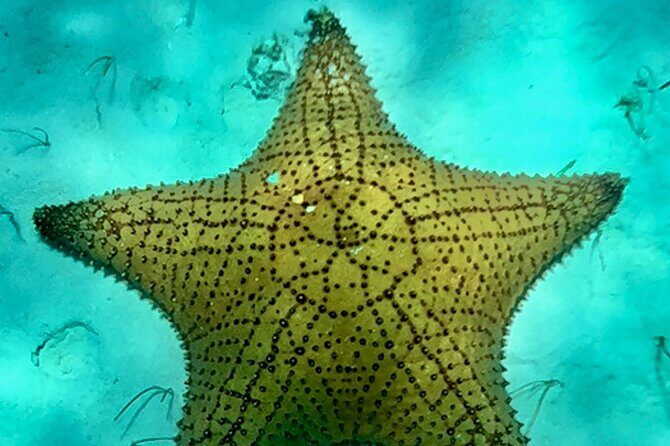 Tour Privado en Barco en Puerto Morelos con Almuerzo Incluido - The Sum Up: Is This the Right Experience for You?