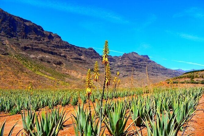 Tour to Arucas, Teror, Aloe Vera farm - Highlights - Key Points