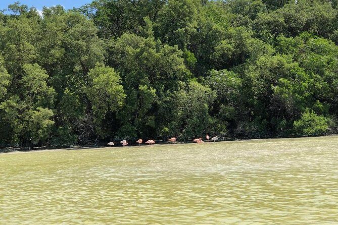 Tour to Celestún - Detailed Review of the Celestún Tour Experience