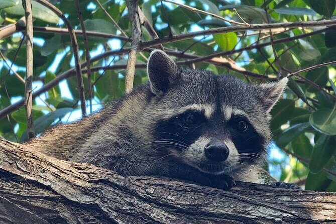 Tour to Celestún with View of Flamencos and Beach Club - FAQ