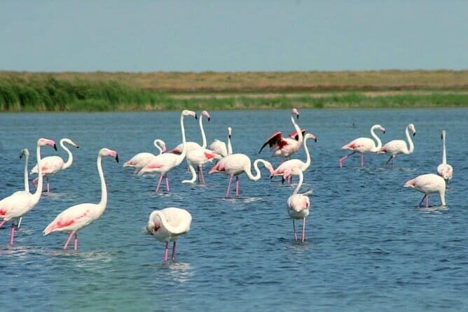 Tour to Korgalzhyn: Flamingo and Wild Fauna Nature Reserve - Key Points