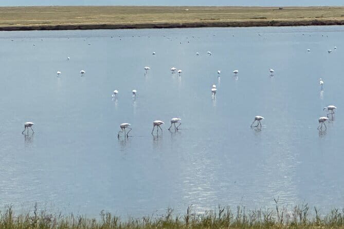 Tour to Korgalzhyn: Flamingo and Wild Fauna Nature Reserve - An In-Depth Look at the Tour Experience