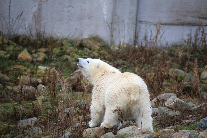 Tour to Ranua Zoo Wildlife Park Small Group Experience - A Deep Dive into the Ranua Zoo Small Group Tour