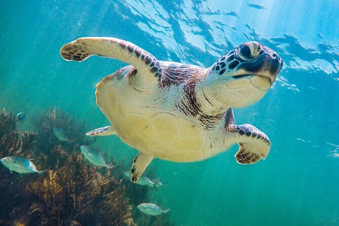 Tour to Tulum and cenote with swimming with turtles from Riviera Maya - Detailed Review of the Tour Experience