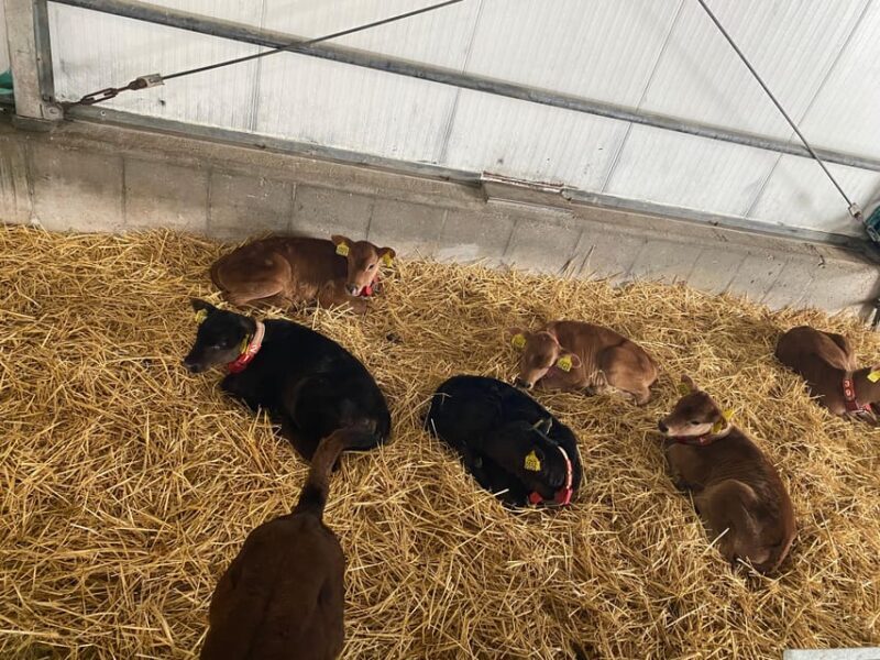 Tour to Windmills, Cheese, Clogs and Volendam from Amsterdam - Key Points