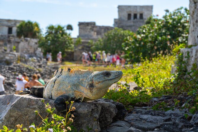 Tour tulum, coba, cenote, and playa del carmén 4x1 - Practical Details and Considerations