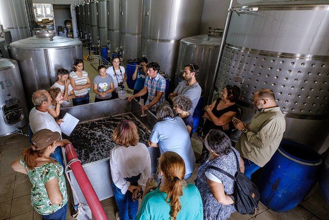 Tour & Wine tasting - Authentic Algarve Flavours by Quinta da Tôr - The Sum Up