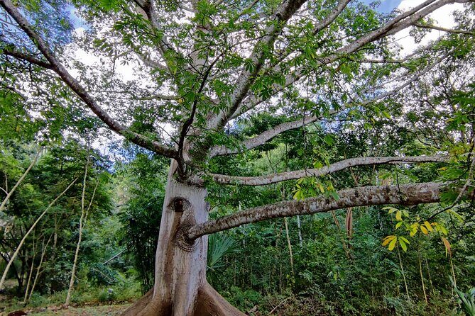 Tour with entrance to Ek Balam Cenote and Valladolid from Cancun - The Practicalities & What to Expect