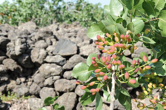 tour with tasting in the Bronte pistachio plantations - An Up-Cclose Look at the Bronte Pistachio Tour