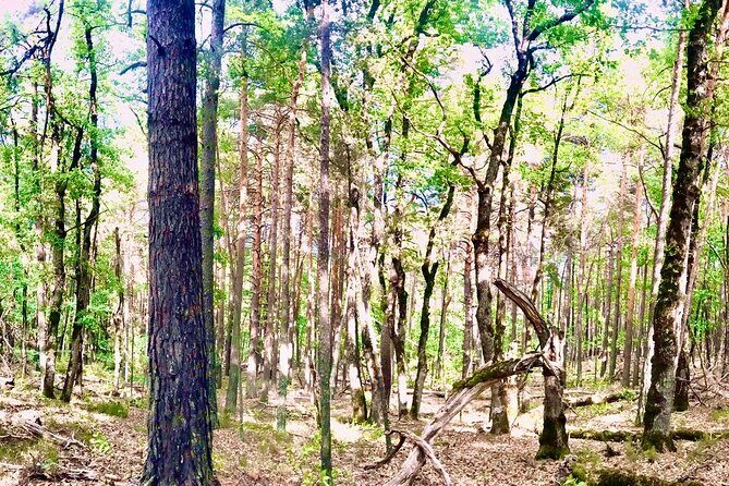 Tour with the Mountain Train, Trek to Mystic Forest and Castle - The Itinerary Breakdown