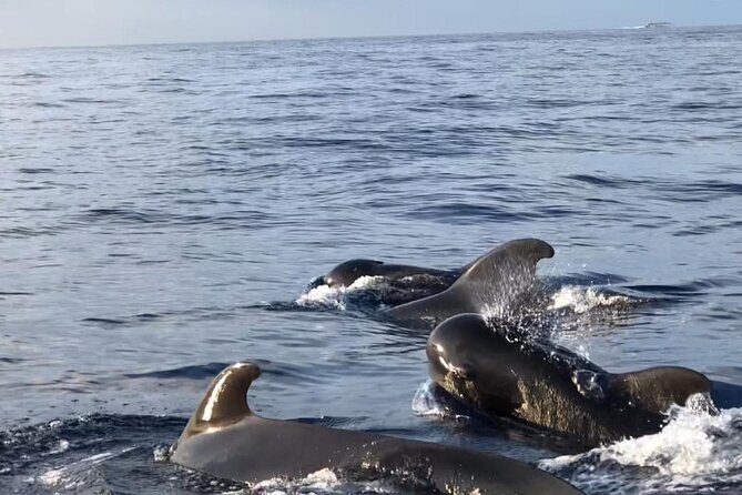 Tour with Whale and Dolphin Watching plus food included - FAQ