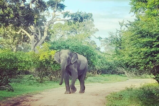 Tours and Transportation in Sri Lanka - The Sum Up