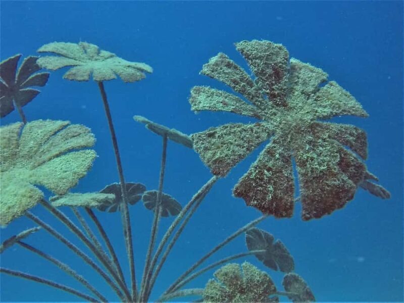 Townsville & Magnetic Island: MOUA & Reef Snorkel Experience - FAQ