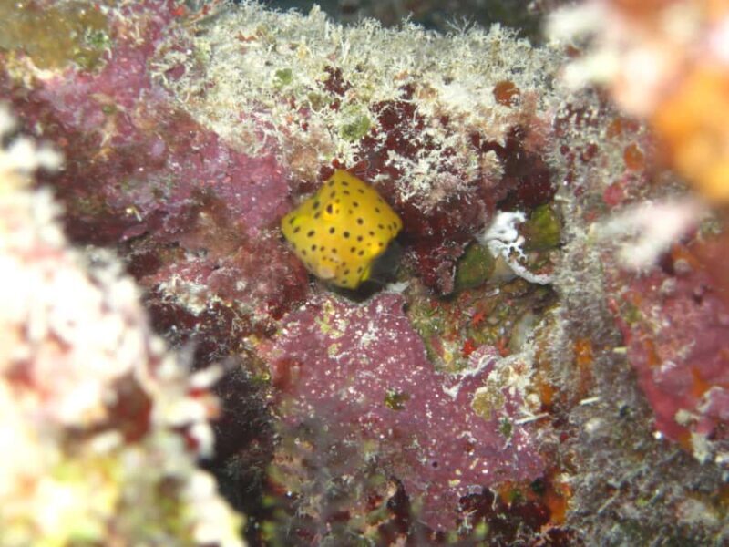 Townsville & Magnetic Island: Reef Explorer Snorkel Trip - FAQ