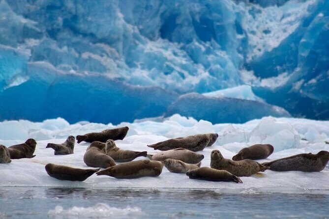Tracy Arm Fjord and Glacier Explorer from Juneau - Who Would Enjoy This Tour?