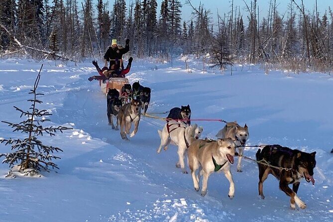 Traditional Dog Sledding Adventure in Yellowknife - A Genuine Look at the Dog Sledding Experience