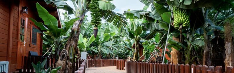 Traditional Gran Canaria: Arucas, Firgas and Teror - Key Points