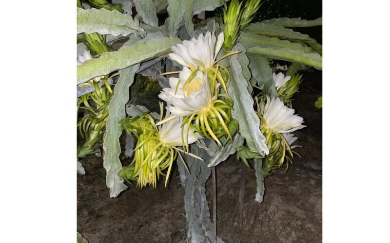 Traditional Olive Grove and Dragon Fruit Farm Tour - Key Points