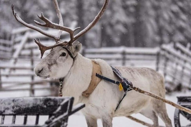 Traditional Reindeer Farm Visit with a Short Sleigh Ride - Exploring the Experience: What You Can Expect