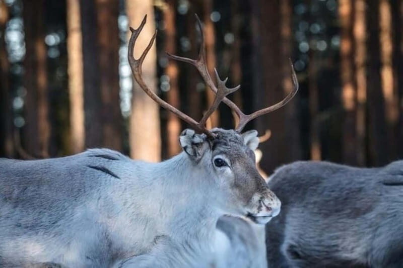 Traditional Reindeer Farm Visit with a Short Sleigh Ride - Who Would Love This Tour?