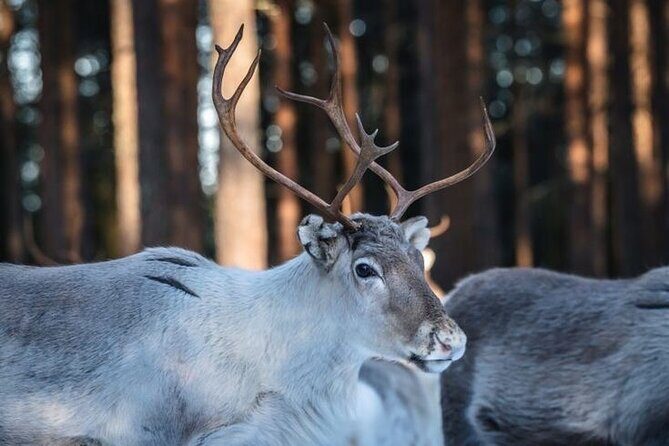 Traditional Reindeer Farm Visit with a Short Sleigh Ride - Authenticity and Cultural Insights