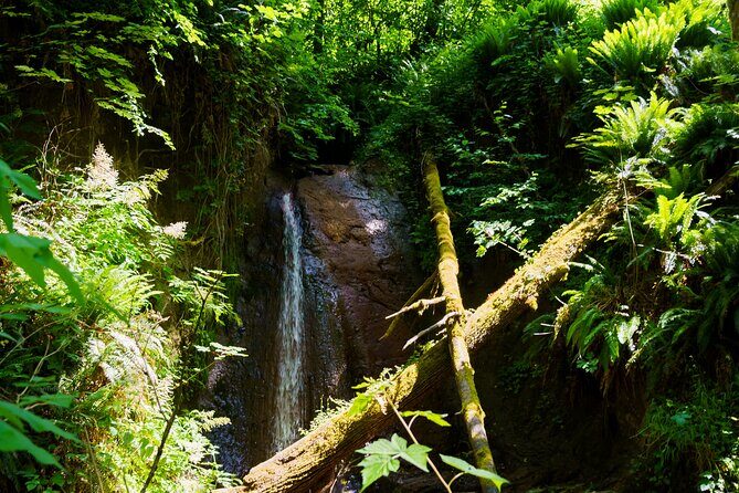 Trails Through Time Bellevue Coal Creek History Hike - Beginning at Coal Creek Natural Area