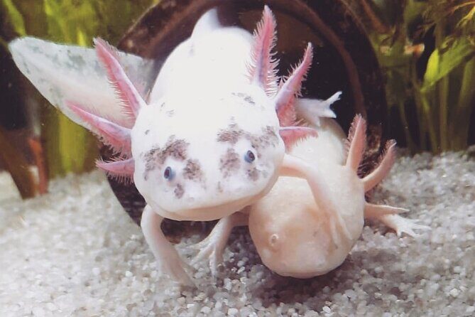 Trajinera ride in Xochimilco - An In-Depth Look at the Trajinera Ride in Xochimilco