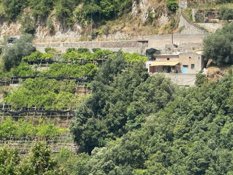 Tramonti: Lemon Tour at "Formichelle" Farm on Amalfi Coast - Key Points