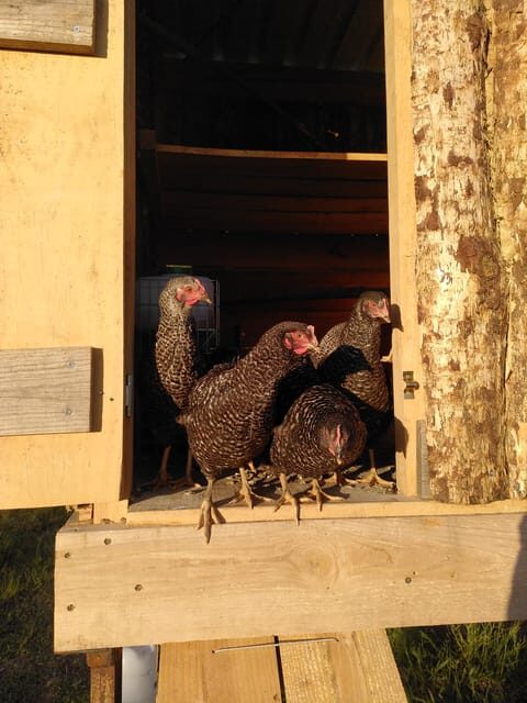 Trancoso: Farm eco-Tour with Tasting - Exploring the Trancoso Farm Eco-Tour