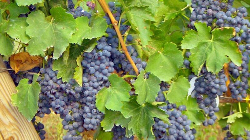 Trani Wine Tours: Flavors of Puglia - Analyzing the Value