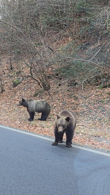 Transfagarasan highway Private tour - In The Sum Up