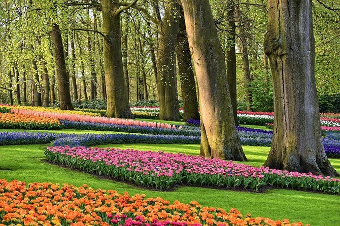Transfer from Amsterdam to Keukenhof Gardens Tulip from Amsterdam - Key Points