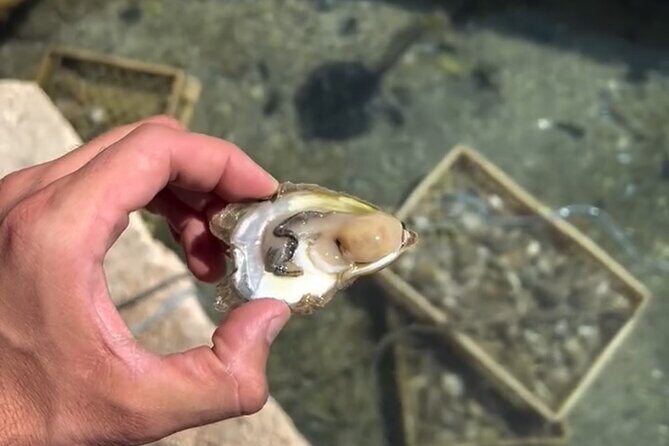 Transfer from Split to Dubrovnik with Stop at the Oyster Farm - FAQ