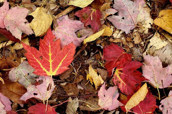 Transformative Forest Escape: A Mindful Journey for Inner Calm - The Bottom Line: Who Is This Experience Best For?