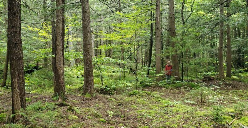 Transformative Forest Escape: Rebalance, Connect, Renew - Key Points