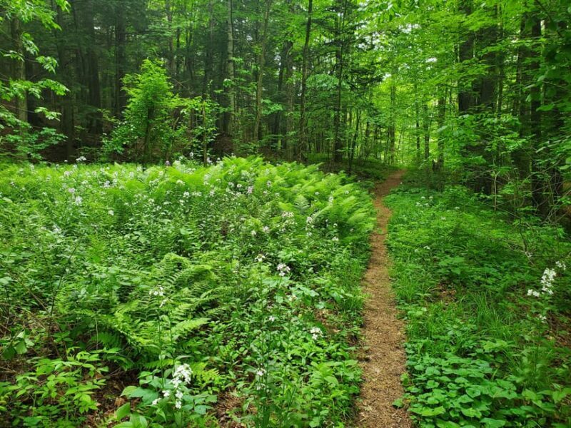 Transformative Forest Escape: Rebalance, Connect, Renew - A Detailed Look at the Forest Escape Experience