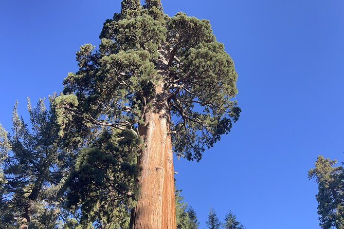 Transformative Outdoor Day Retreat Among the Giant Sequoias - A Gentle Journey into the Giants of Sequoia