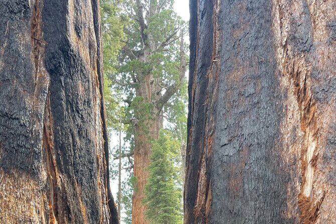Transformative Outdoor Day Retreat Among the Giant Sequoias - What the Tour Entails