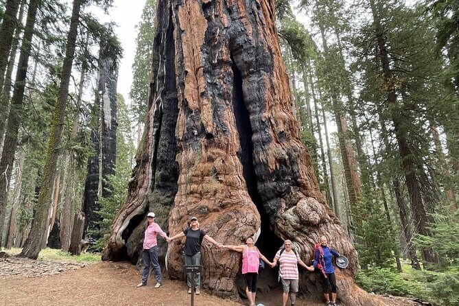 Transformative Outdoor Day Retreat Among the Giant Sequoias - Authentic Learning and Connection