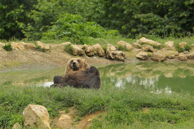 Transylvania with Dracula Castle, Bear Sanctuary and Brasov - FAQs