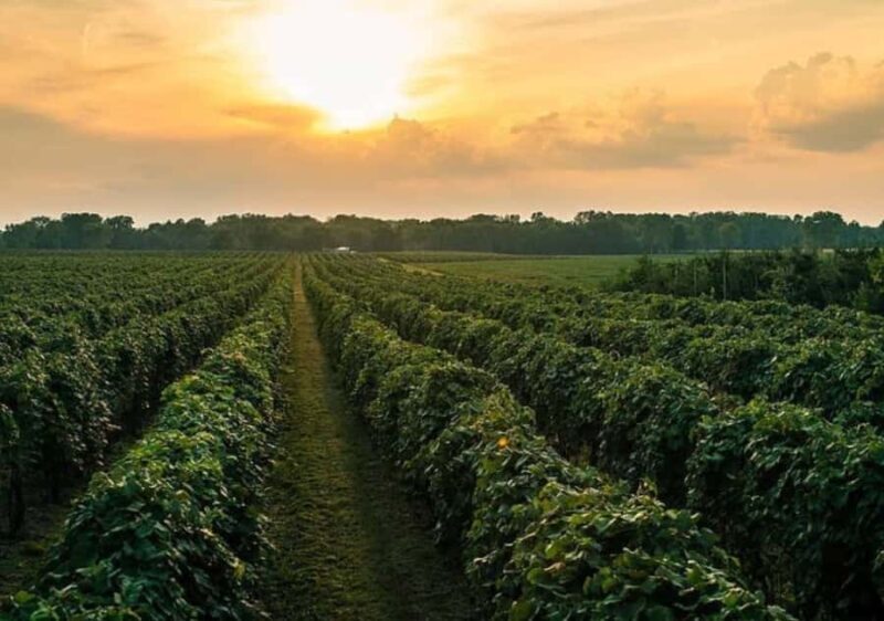 Traverse City: Old Mission Peninsula 4-Hour Sunset Wine Tour - Key Points