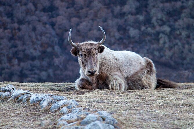 Traverse for a Private Epic Journey to Langtang - Exploring the Route: A Deep Dive